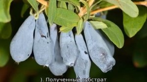 Жимолость: посадка и уход в Подмосковье