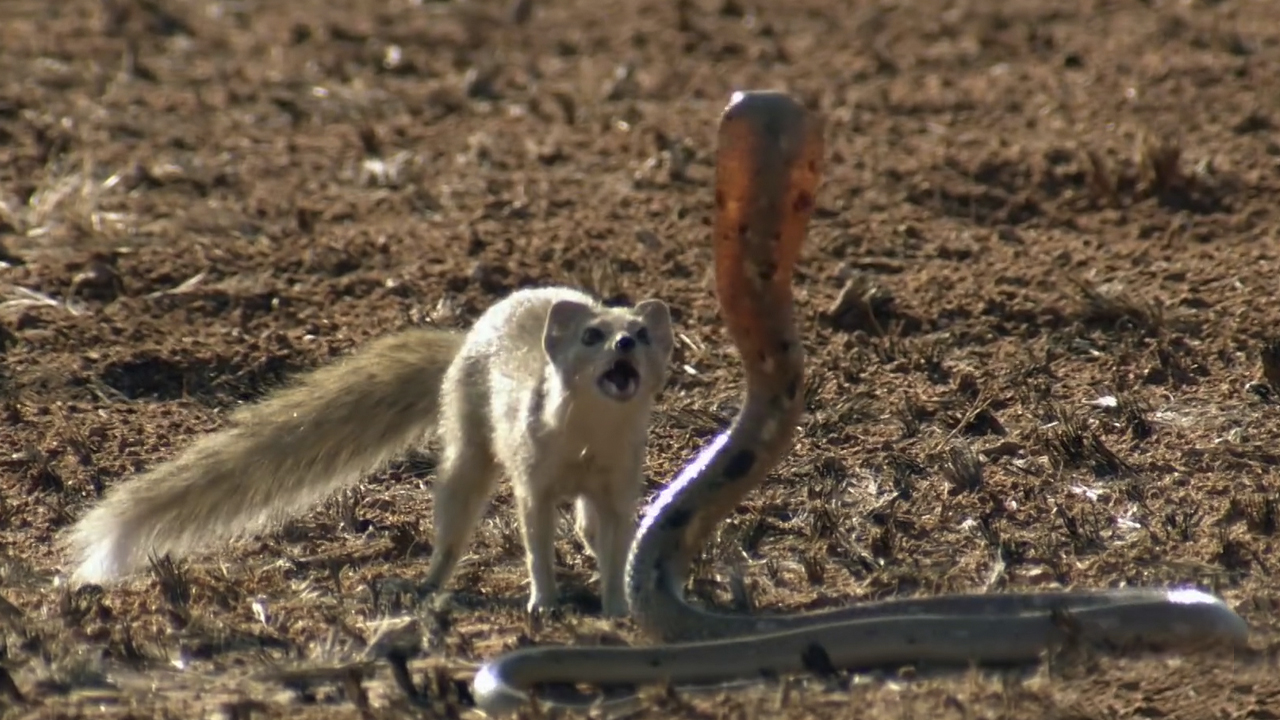 Мангуст - маленький и ловкий укротитель змей! Интересные факты о мангустах. смотреть онлайн