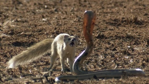 Мангуст - маленький и ловкий укротитель змей! Интересные факты о мангустах.