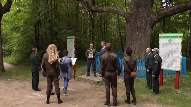 "Жизнь столицы". Чувашский дуб претендует на звание Российское дерево года. смотреть онлайн