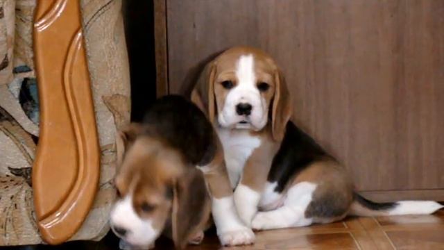 Щенкам бигля из помета - Z полтора месяца. смотреть онлайн