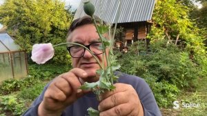 За какой мак - срок?