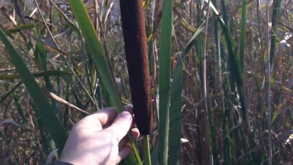 Как выглядит камыш? Не так, как многие думают.