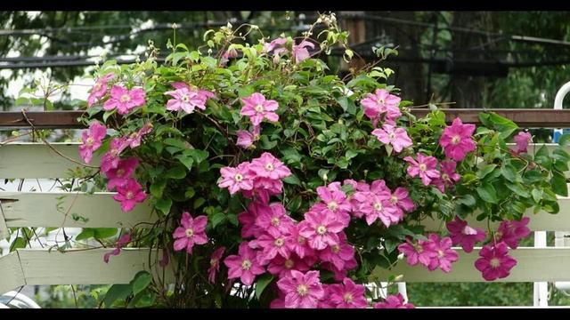 обрезка клематиса весной 2 способа смотреть онлайн