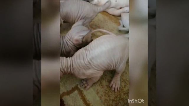 Канадский сфинкс. Котята рождены 19 июня 2021г. смотреть онлайн