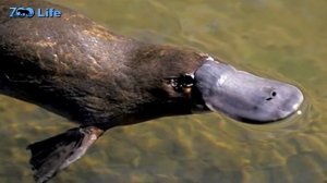 Млекопитающее, которое несет яйца. Удивительные факты об Утконосе