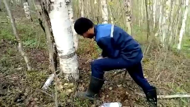 Лесные грибы: секреты природы