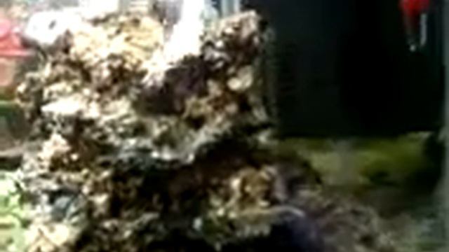 acuario con goldfish y platis смотреть онлайн