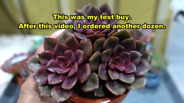 PART 2 Of My Biggest Plant Haul For The Year | LET LOVE GROW