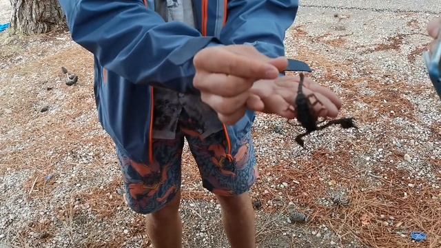 Скорпион на руках смотреть онлайн