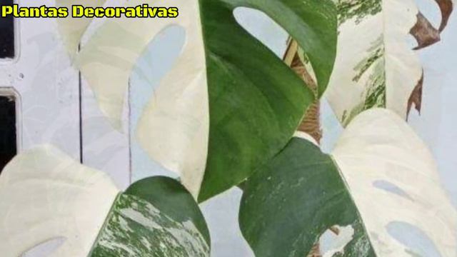 5 tipos de belos jardins ornamentais Monstera para terraços domésticos! смотреть онлайн