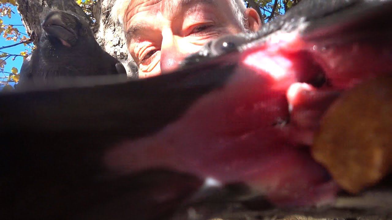 Транзитная осень. смотреть онлайн