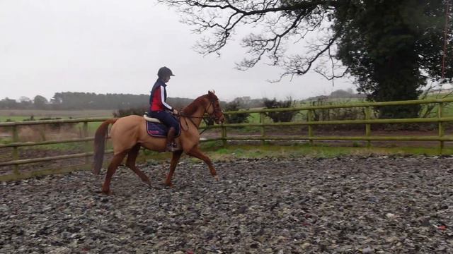 *TRYING* TO FIX MY BAD HORSE RIDING HABITS смотреть онлайн