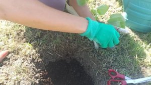 Павловния. Как сажать павловнию. Павловния посадка и уход