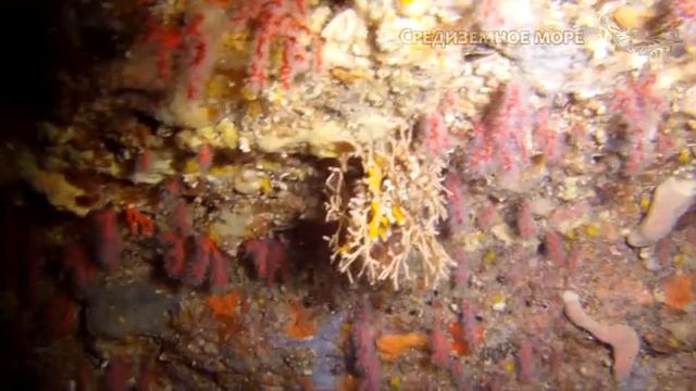 Как и где мы собираем наших животных? Неделя открытых дверей Кафедры зоологии беспозвоночных СПбГУ. смотреть онлайн