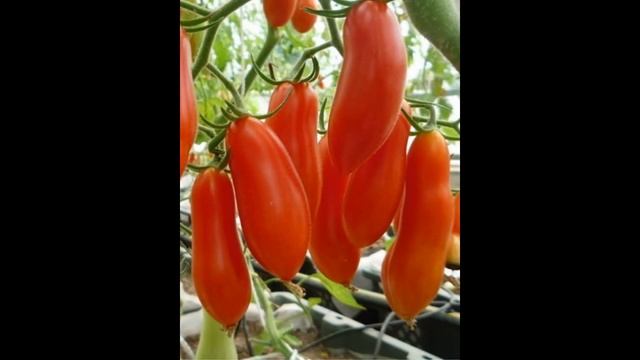 Семена Томатов Красный Метеор смотреть онлайн