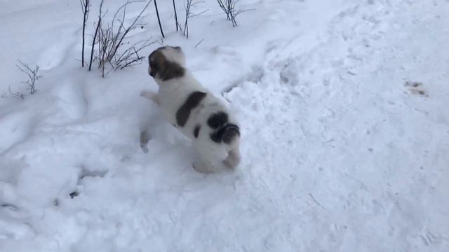 Тайсон первый раз на прогулке Дети играют с собакой Щенок Алабай смотреть онлайн