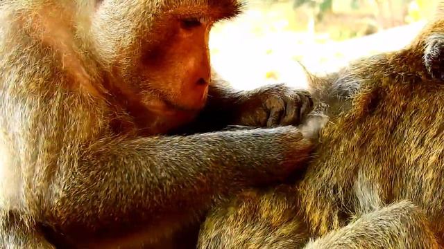 Amazing !! Big Old Female Monkey Got Best Grooming From Big Male Monkey