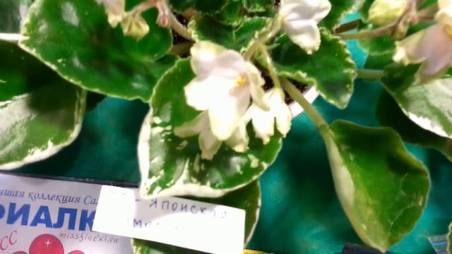 ВЫСТАВКА ФИАЛОК и СТРЕПТОКАРПУСОВ Лемеховой Марины Николаевны,15-16 декабря 2018,Самара. смотреть онлайн