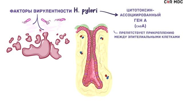 Helicobacter Pylori - хеликобактер - симптомы, диагностика, лечение, микробиология
