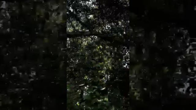 Последствие урагана в селе Виляйки Наровчатского района смотреть онлайн