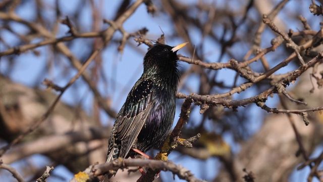 Скворец Голос поёт пытается перекричать шум города TelingaDT КП66с