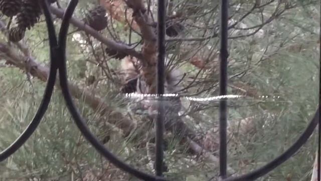 Белка ворует морковку с окна смотреть онлайн