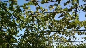 Морозоустойчивый виноград - Изумление