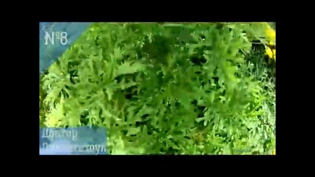 Пряные травы выращивание в горшках на окне и как новое перспективное направление в цветоводстве. смотреть онлайн