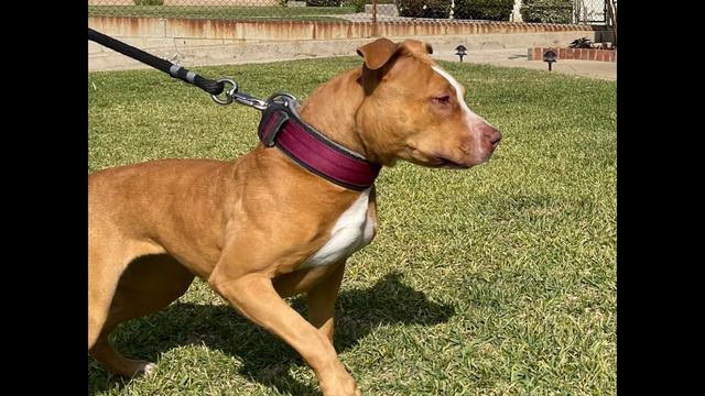 PEDIGREE’D VS WORKING PIT BULLS смотреть онлайн