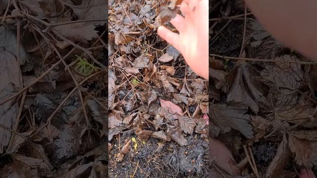 Княженика зимой смотреть онлайн