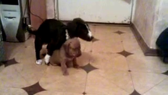 Щенки моих собак (Puppies of my dogs) смотреть онлайн
