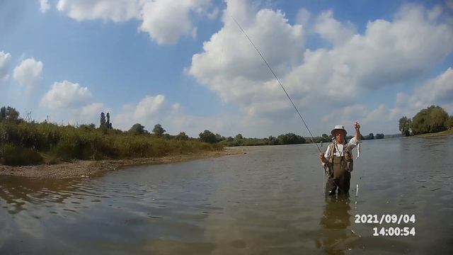 Веселый клев жерешат.Fly fishing . смотреть онлайн
