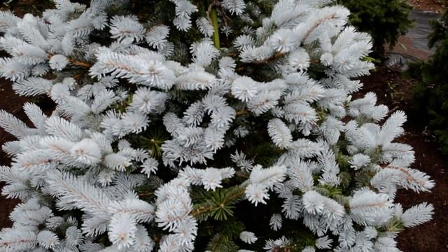 ホプシー　コロラドトウヒ　picea pungens hoopsii 　2m смотреть онлайн