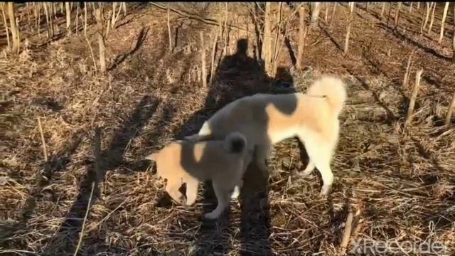 Северный волк и крот BlackCanadianWolf волк сел крота смотреть онлайн
