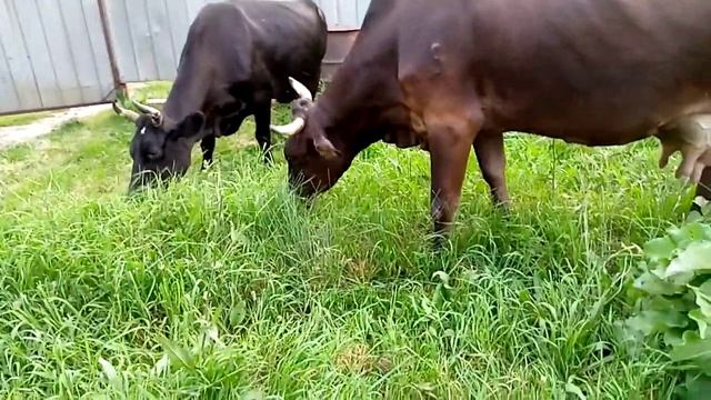 Молочная алатауская корова!сиыр?#налугу#корова#алатаусиыры#швицкаякорова#молочныекоровы#дойныекоров