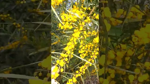 ИВОВАЯ АКАЦИЯ - КАК МИМОЗА \ КУШАДАСЫ \ ТУРЦИЯ 2021 смотреть онлайн