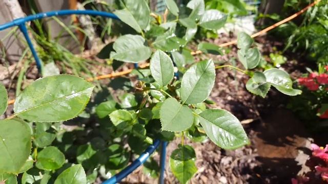 Розы на Северо-Западе. Роза Чарльз Остин(Charles Austin) в первый год смотреть онлайн