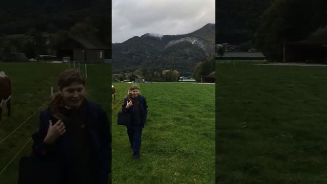 Овцы остфризской породы на пастбище в Австрии смотреть онлайн