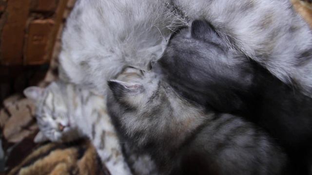 Жизнь, мурчалкино старанье, Где-то папа ходит там. Кот-то рыжее отцовство, Ходит бродит за мышам. смотреть онлайн