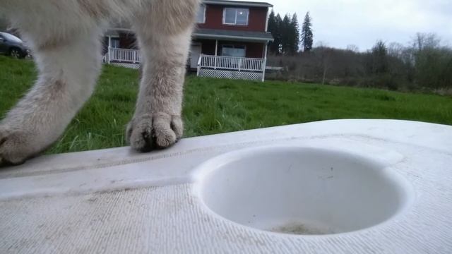 ASSASSINATION GAME THING ( PLUS BONUS CATATTACK) смотреть онлайн