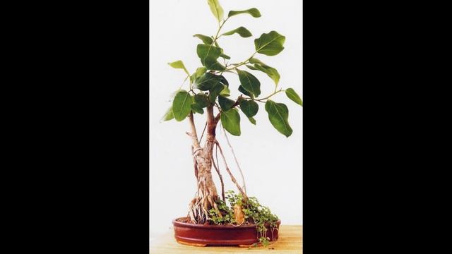 Developing a Ficus benghalensis or any large leaf fig смотреть онлайн