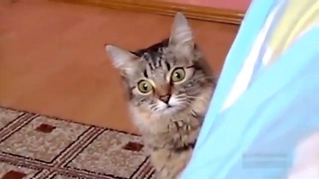 Угрожающий кот смотреть онлайн