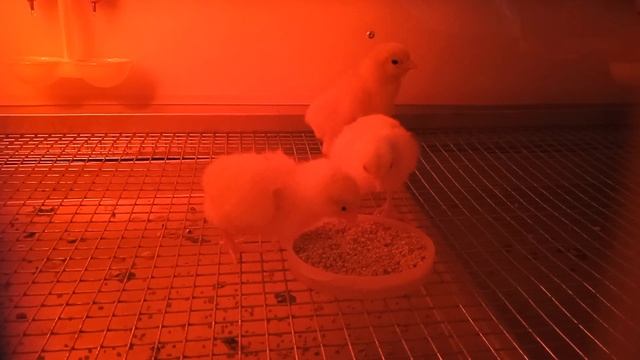 цыплята только с инкубатора смотреть онлайн