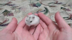 Как приручить хомяка к рукам | Джунгарский хомяк - приручение