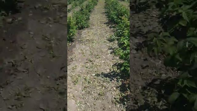 Малина "Таганка" смотреть онлайн