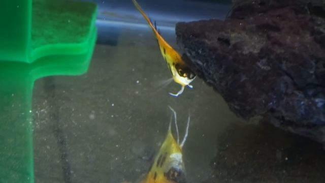 TOP 3 signs your fish is going to die смотреть онлайн