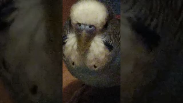 Отличие попугая молодой и старый самец смотреть онлайн