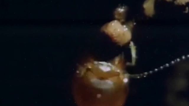 Самые Удивительные Строения В Мире Животных смотреть онлайн
