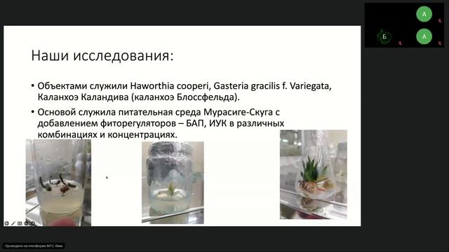 Биотехнология суккулентов